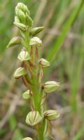 Orchis anthropophora